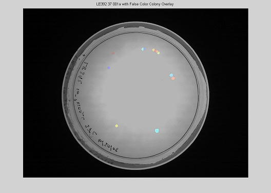 Example identification of bacterial colonies